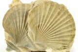 Two Fossil Pecten (Scallops) - Gironde, France #280555-1